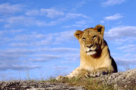 Lioness - cat, sky, lioness, animal