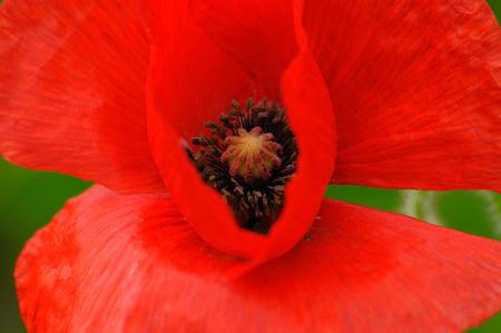 Flower - red, flower, petals, nature