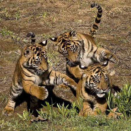 Cubs - playful, cubs, cats, animal, tiger