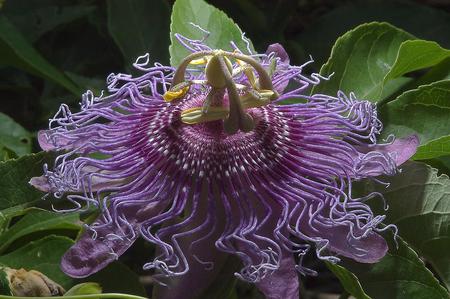 Flower - leaves, flower, purple, nature