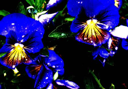 Flowers - nature, petals, blue, leaves, flowers