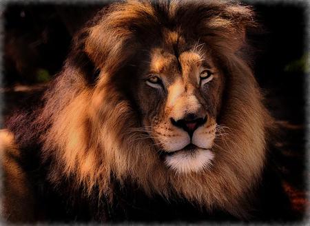 Leo the Lion - lion, mane, animal, cat