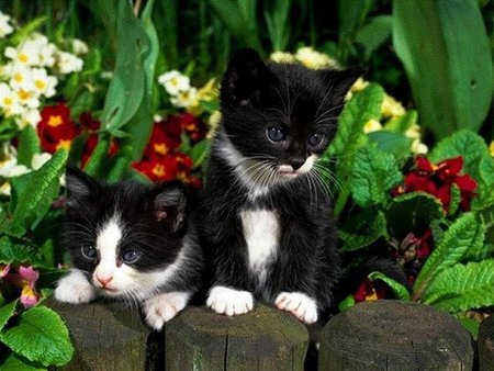 kITTENS - calico, flower, animal, kitten, cat, feline, basket