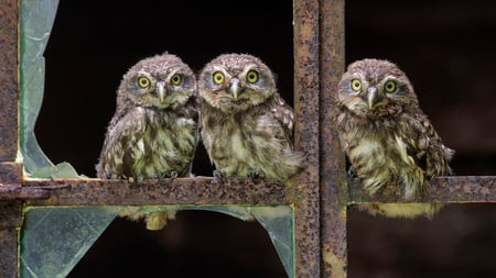 baby owls - babies, owls, birds, baby owls