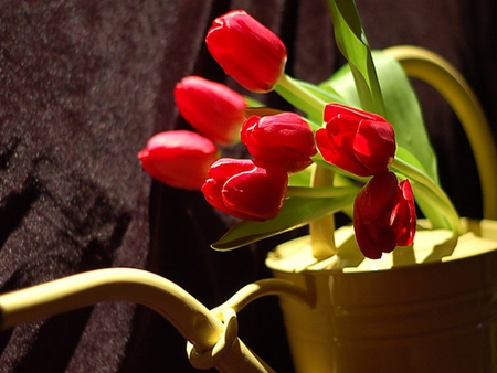 Tulips - pretty, red tulips, beautiful, photography, beauty, colors, lovely, still life, tulip, flowers, tulips, nature, red