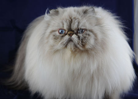 Tantalised - white, long hair, looking tantalised, cat