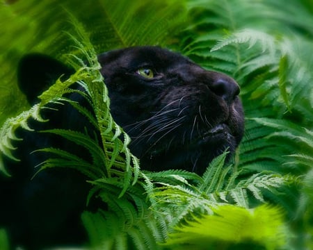 BIG CAT - black, beauty, dark, cat