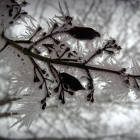 Frosty morning