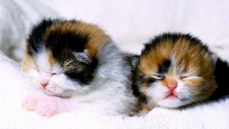 sweet cubs - pets, relax, sweetcubs, sleeping cats, sweet cat, cubs, top 10 wallpapers, cat, sweet cubs, cats, twins cats