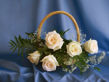 still life - nice, wonderful basket, roses, photography, basket, bouquet, rose, still life, elegant, white, cool, arrangement, blue background, harmony, silk, nature, abstract, floral, blue, beautiful, flowers, photo, decoration, elegantly, flower