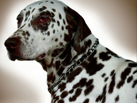 DÃ¡lmata - animal, cute, dalmatian, dog