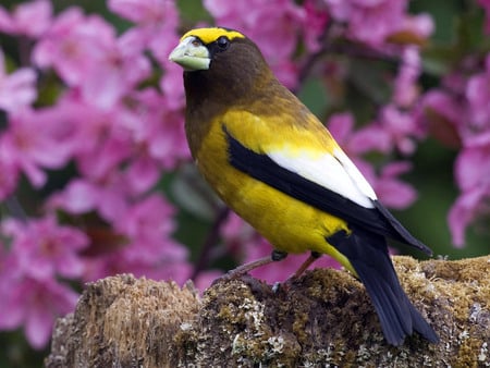 Belo PÃ¡ssaro - colors, flowers, bird, beautiful