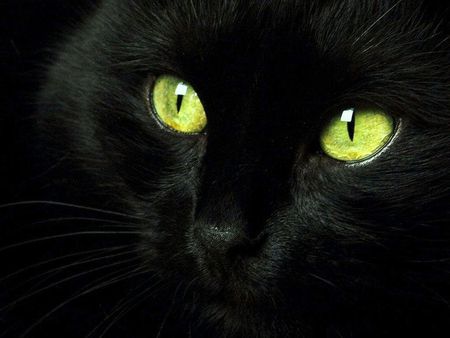 Gato Preto - green, black, cat, eyes