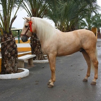 Palomino Andalusian Stallion