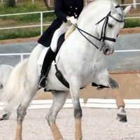 Grey Andalusian