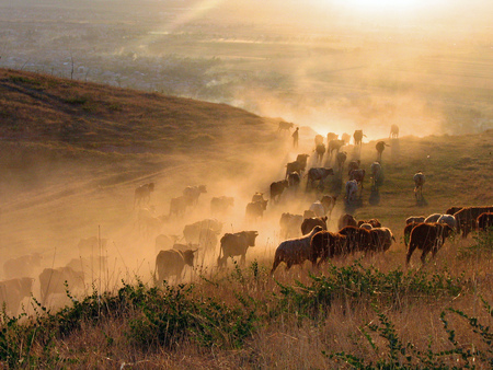 Livestock - sunlight, cattle, warm, ochra, dust, sand