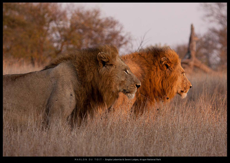 Senior and Junior - lions, males, mane, together, field