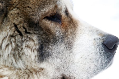 Faithful - photograph, ear, fur, nose, canine, dog, eye