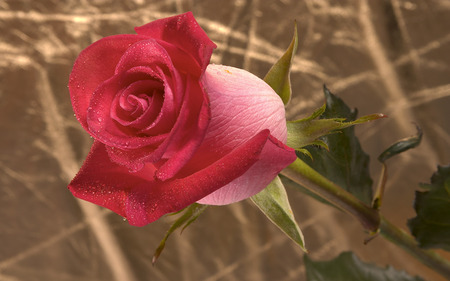 Rose for my friend Andonia - raindrops, gardenrose, beautiful, red, alone