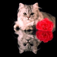 romantic kitty