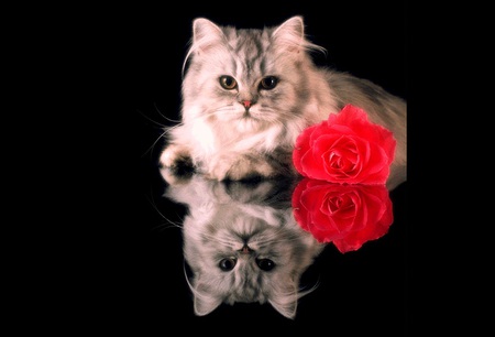 romantic kitty - charming, awesome, cool, reflection