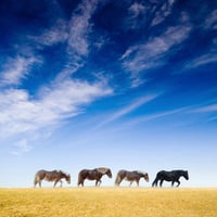 Wild Horses