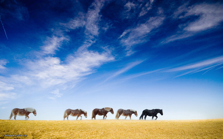 Wild Horses - field, horses, blue, sky