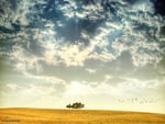 Trees on Cloudy Hill