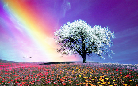 White Tree on the Hill - hill, flowers, colors, tree