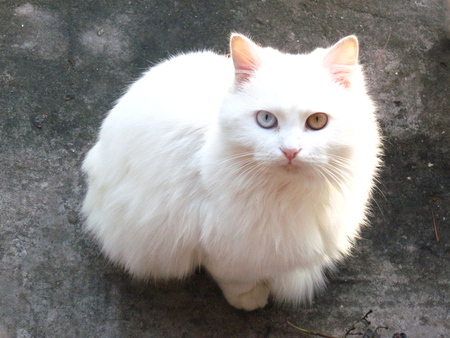 Waiting Patsy - white, sitting, cat, beautiful, waiting, backyard