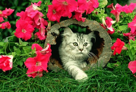 flower cat - flowers, animal, nature, wild