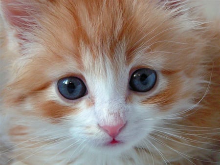 blue eyes - sweet, blue, eyes, kitten