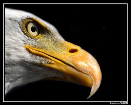 eagle for 5ayshooooom - eagle, friend, bird of prey, beak