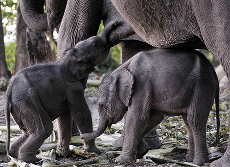 baby elephants - elephants, africa, mother, baby, wild