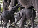 baby elephants