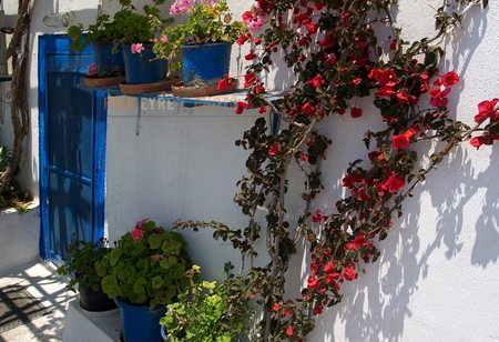 Santorini - blue and white, greece, island, beautiful, flowers, santorini