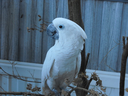 ROCKY - pets, animals, nature, birds