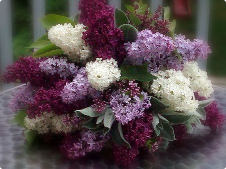 lilacs - lilacs, purple, flowers, pink