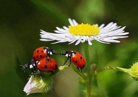 ladybugs - nature, flowers, ladybugs, red