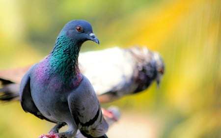 Pidgeon - birds, close up, pidgeon, animals