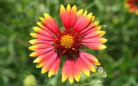 Indian Blanket - flowers, colorful, nature, beautiful, wild