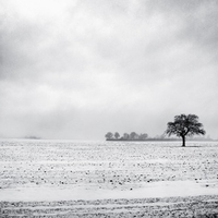 Winter Landscape