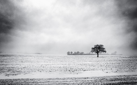 Winter Landscape - winter, fields, beautiful, snow, tree, photograph, black, white, nature, overcast, land, peaceful, farm, cloudy, rural