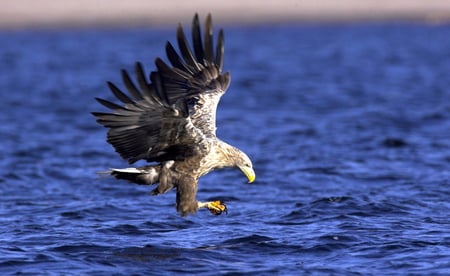 Grown Up Sea Eagle - bird, eagle, eagles, fishing