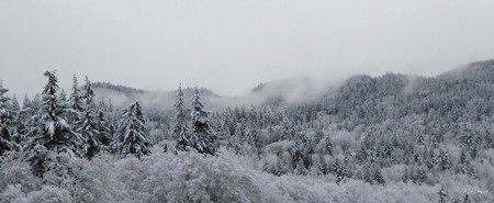 Chuckanut Ridge - widescreen, trees, winter, fog, mist, snow, washington, mountain