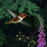 HUMMINGBIRD FOREST