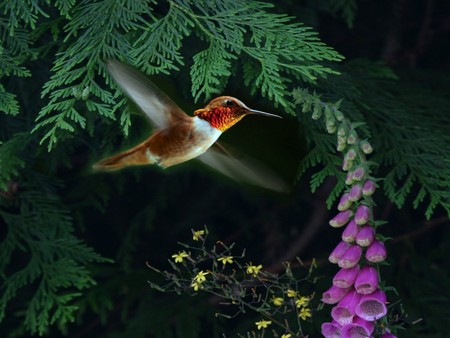 HUMMINGBIRD FOREST - flowers, forest, hummingbird, colorful