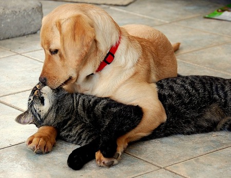 Puppy Love - hugging, dog, floor, cat