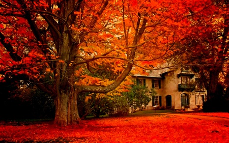 house - trees, red, orange, green, leaves, field, house