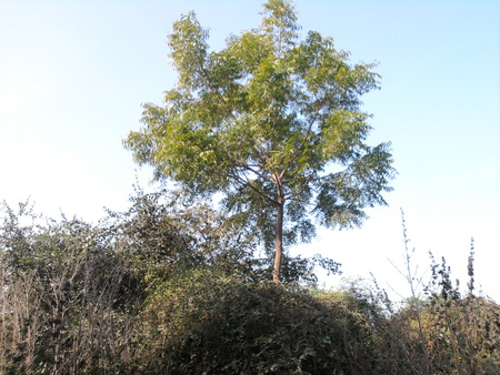 Neem - india, nature, tree, neem